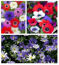 60 Anemone COLLECTION Bulbs Mixed Colours Spring/Summer Perennial  Flower Corms