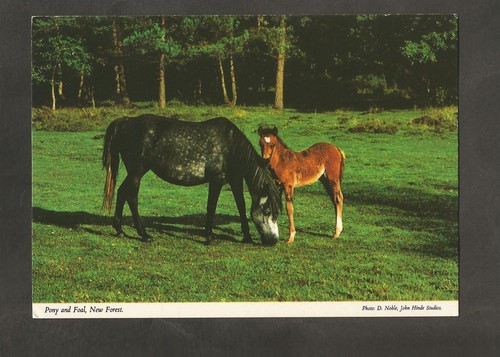 Postcard john hinde hampshire - postcard,