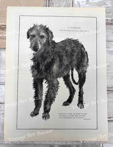 Deerhound dog animal - deerhound, portrait