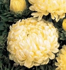 ASTER 50 SEEDS PEONY TOWER YELLOW Chrysanthemum Duchess