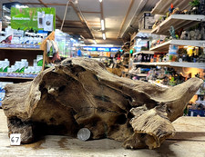 Derwen Oak Bogwood 28-52cm