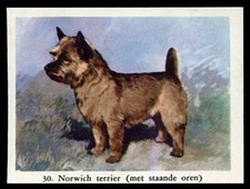 NORWICH TERRIER Dog Full Speed