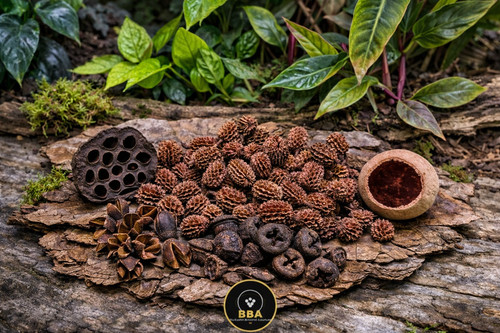 Jungle pod mix - pod, terrarium