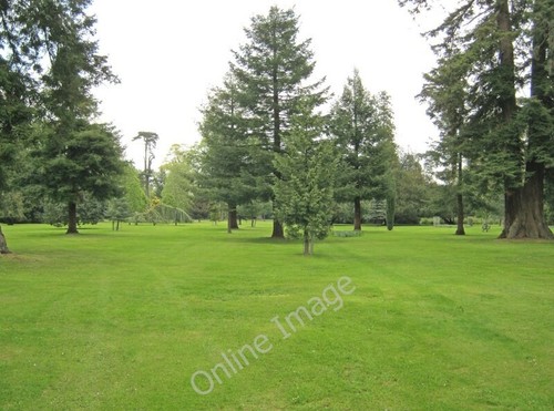 Photo 6x4 bowood pinetum - photo, calne