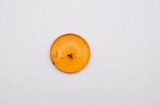 Amber Fossil Insect