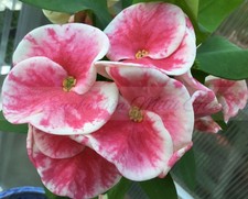 Euphorbia Milii BLESSING Crown