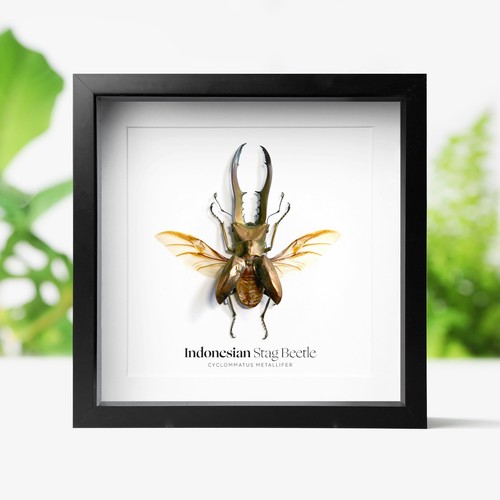 Indonesian stag beetle - indonesian, insect