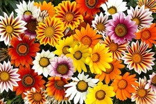 Gazania kiss mixed f1 - 40,