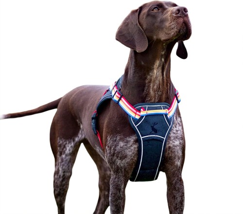 Rosewood joules rainbow - x,