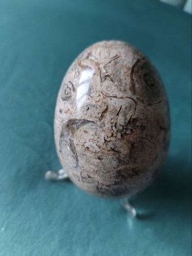 Egg shaped polished fossil - shaped,