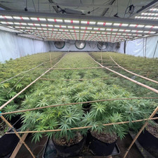 Spider 6500W Commeria LED Grow