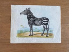 HAND COLOURED PRINT ZEBRA in
