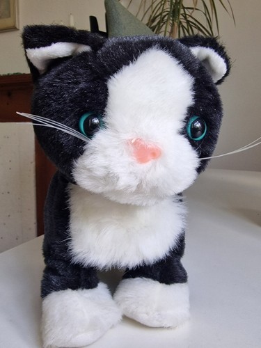 Sweet and cuddly kitten - and, with