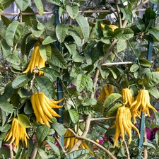 Citrus 'Buddha Hand'