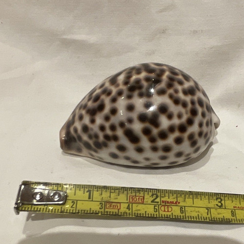 Polished spotted cowrie - spotted, sea