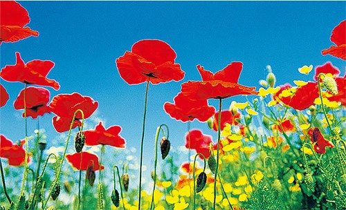 Poppy field - poppy,