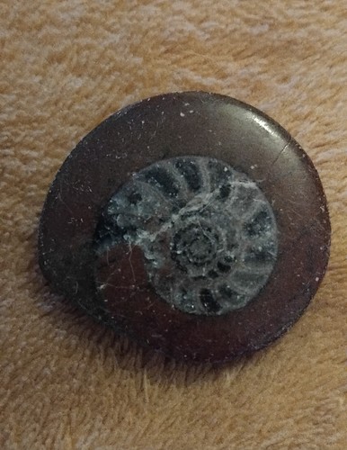 Goniatite button polished - button, ~