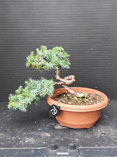 Juniper bonsai tree - (),