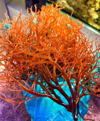 Red ogo marine macro algae - red,