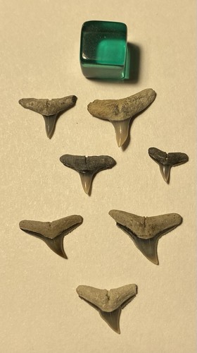 Lovely fossil sharks - 7,