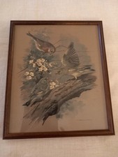 Basil Ede Vintage Bird Framed Print Ornithological Botanical Greenfinch Linnet