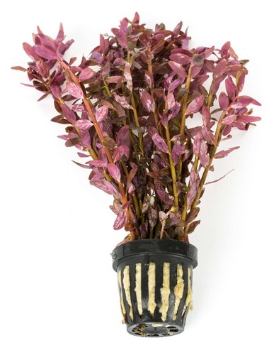 Rotala indica loose - indica,