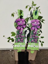 2 x Clematis Etoile Violette