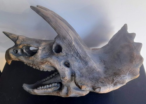 Triceratops dinosaur skull - dinosaur,