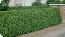10 Green Privet Hedging