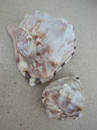Pair vintage horned - pair, of