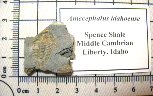Cambrian trilobite fossil