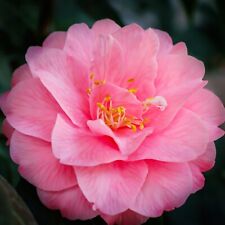 Camellia japonica 2 x Spring Festival Plants in 9cm Pots - Hardy Evergreen Shrub