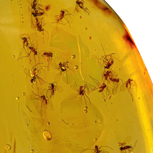 Swarm burmese burmite - in,