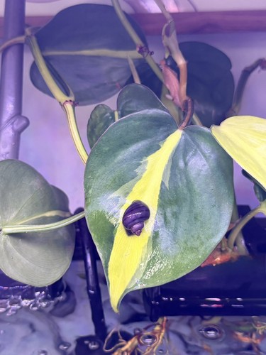 Premium purple mystery - mystery, snails