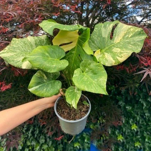 Large monstera thai - monstera,
