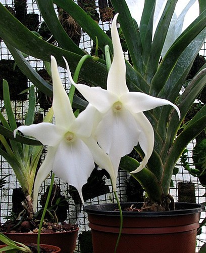 Angraecum lemforde white - angraecum,