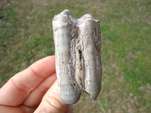 Quality bison molar tooth - quality,