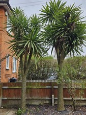 Large Yucca tree (Outdoor