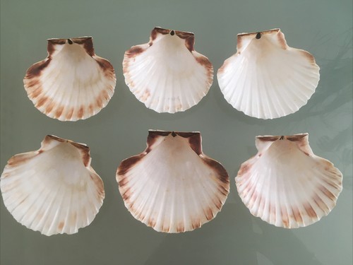 Scallop shells washed white - washed,