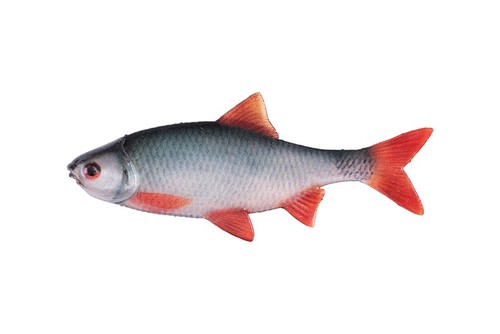 Fox ultra natural roach - fox,