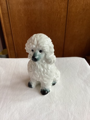Cute white poodle - cute,