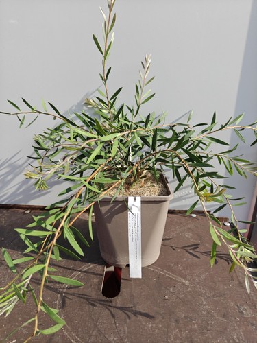 Callistemon beeslebuzz inn - callistemon,