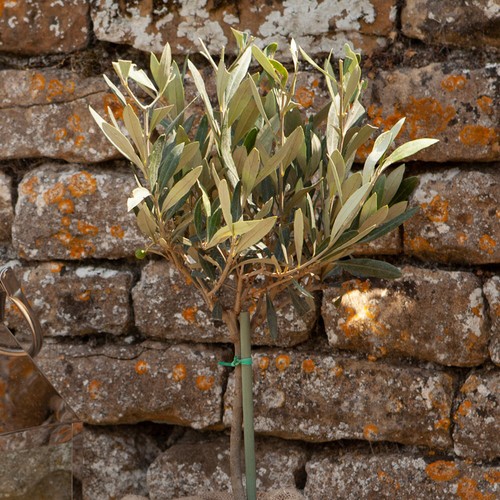 Mini standard olive tree 13cm - olive, tree,