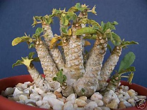 Dorstenia exotic rare - dorstenia,