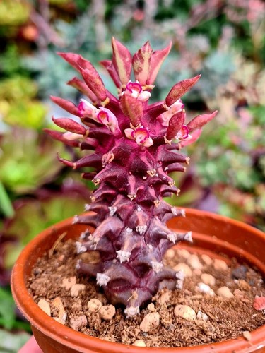 Euphorbia schubei tanzania - euphorbia,