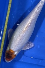 10-inch Showa Tancho Koi