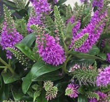 hebe evergreen shrub, hardy