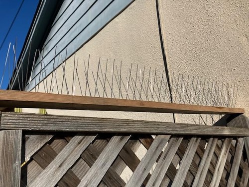 Pigeon bird spikes wall - pigeon,