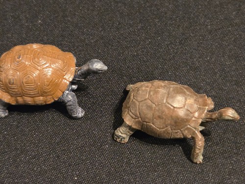 Britains zoo tortoise - zoo,