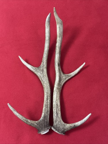Pair red deer antlers - red,